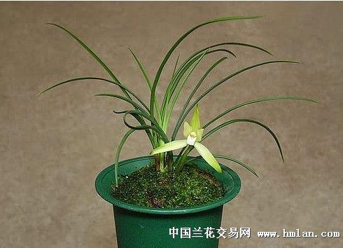 椎心顿足