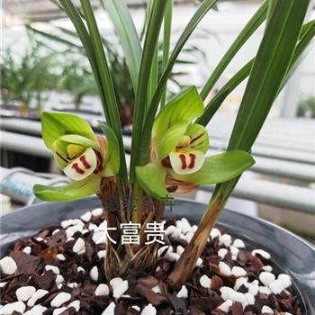 如数家珍