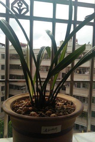 当机贵断