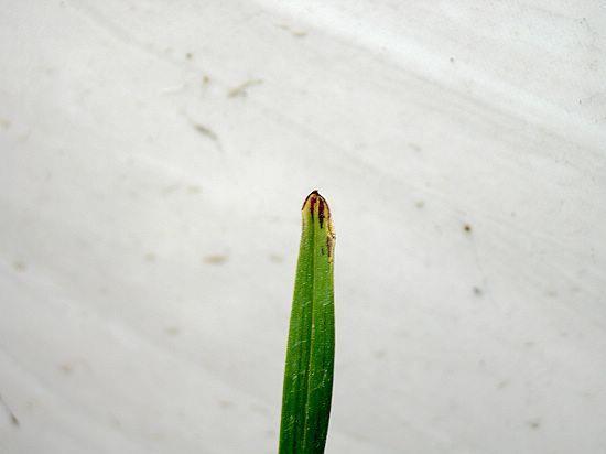 秋色平分
