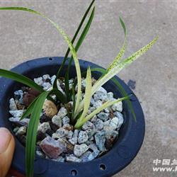 不堪收拾