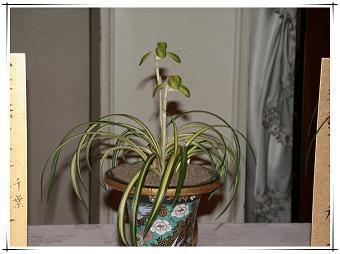 清风亮节