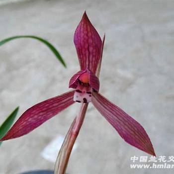 没颠没倒
