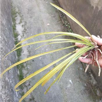 数黄道白