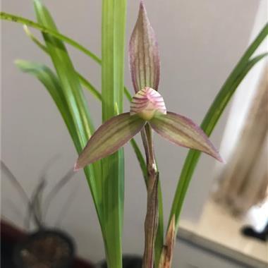 熏莸异器