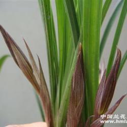 衣裳楚楚