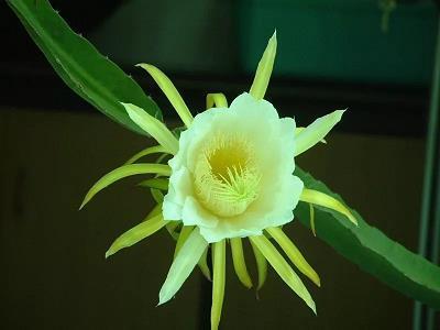 败兴而归