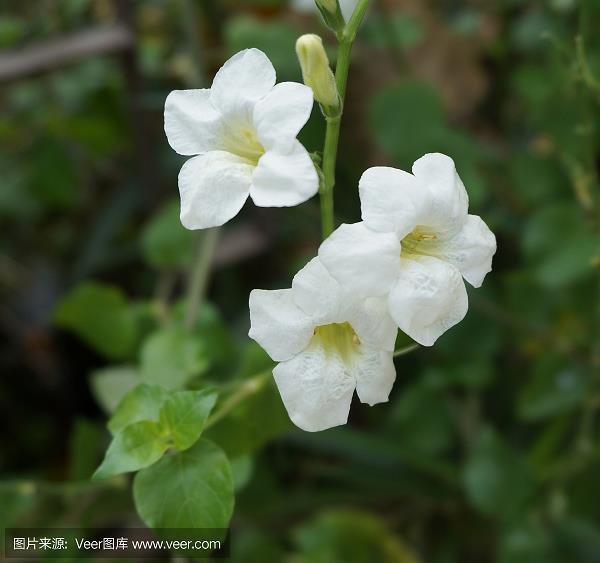 惊魂摄魄
