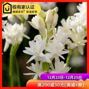 衣绣夜游