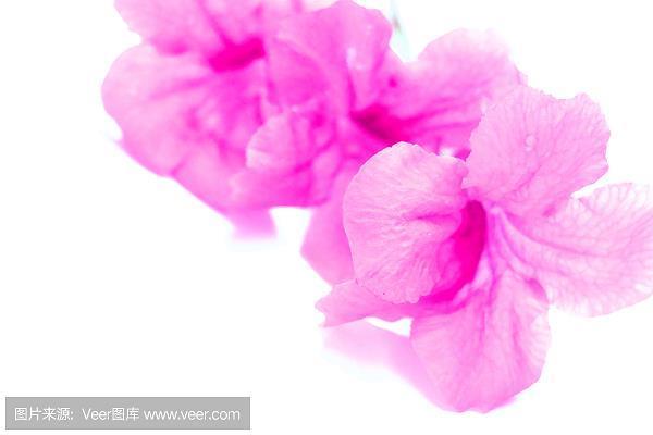 含饴弄孙