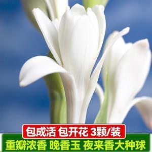 榆瞑豆重