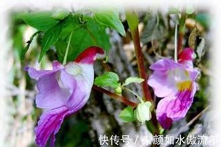 一貌倾城