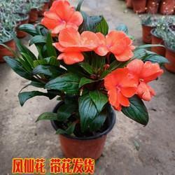 不甘落后