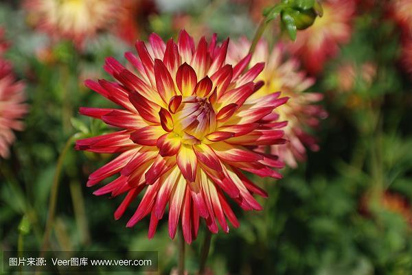 淘沙取金