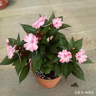 招灾揽祸