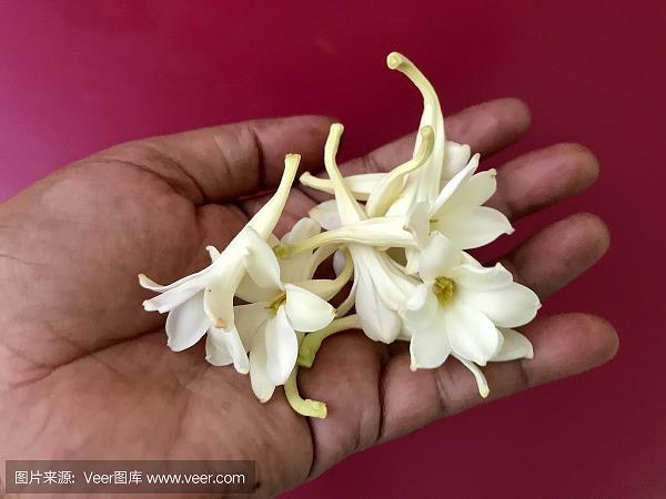 怀着鬼胎