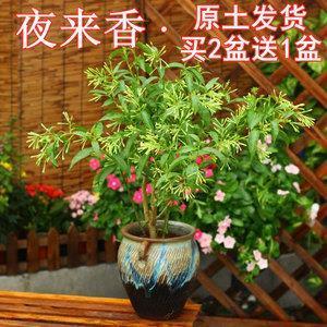 淫朋狎友