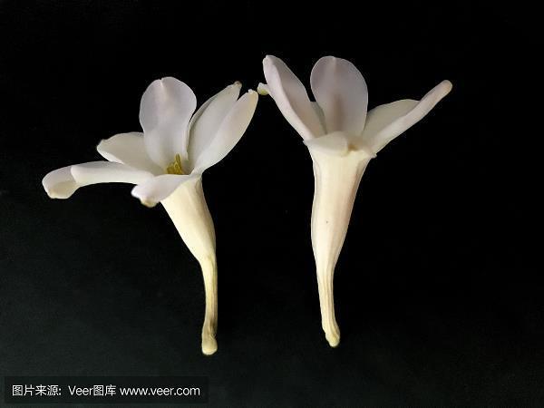 拱手低眉