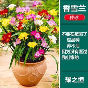如狼牧羊