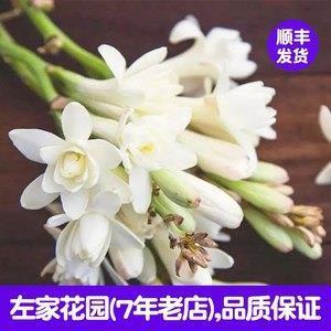 凤采鸾章