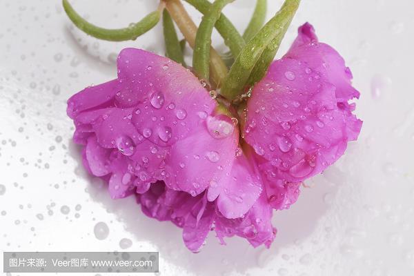 车尘马足