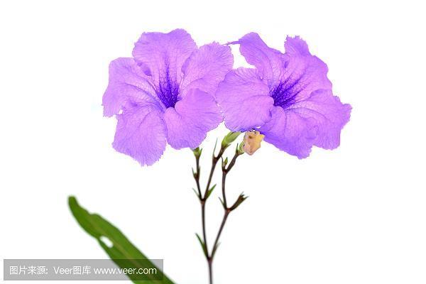 抽丁拔楔