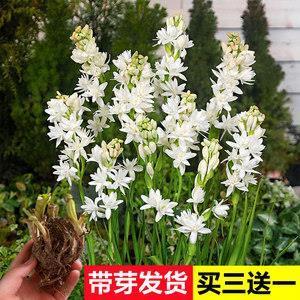 刚正不阿