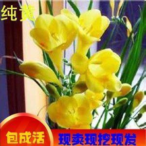 靡坚不摧