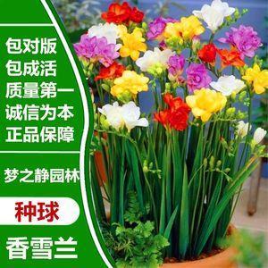 雪碗冰瓯