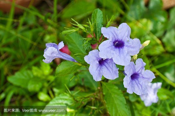 蜂起云涌