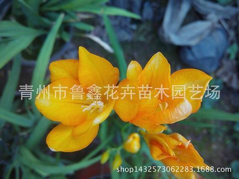 力均势敌