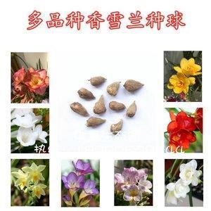 乌之雌雄