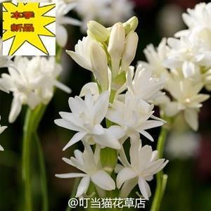 逸游自恣