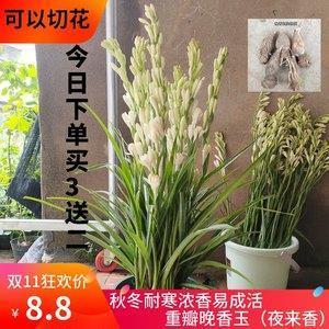 感人肺腑