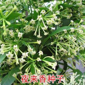 圣主垂衣