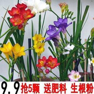 鼓睛暴眼