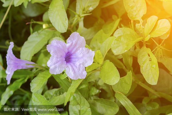 深恶痛疾