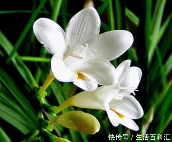 开台锣鼓