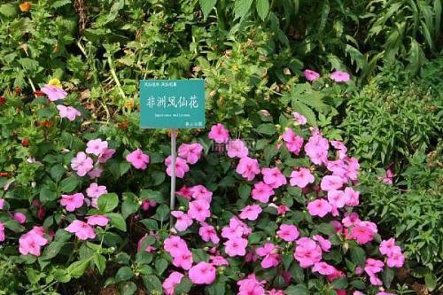 吊胆惊心