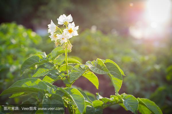 端本清源