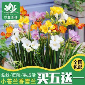 辞严谊正