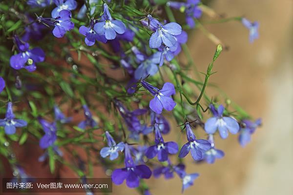 疾雷不暇掩耳