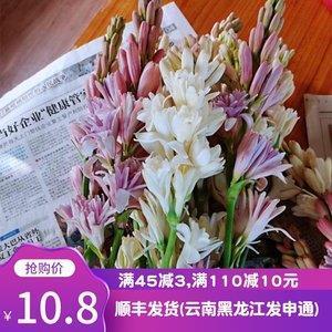 想养一只哈士奇的说说