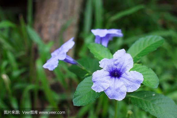 蜀犬吠日