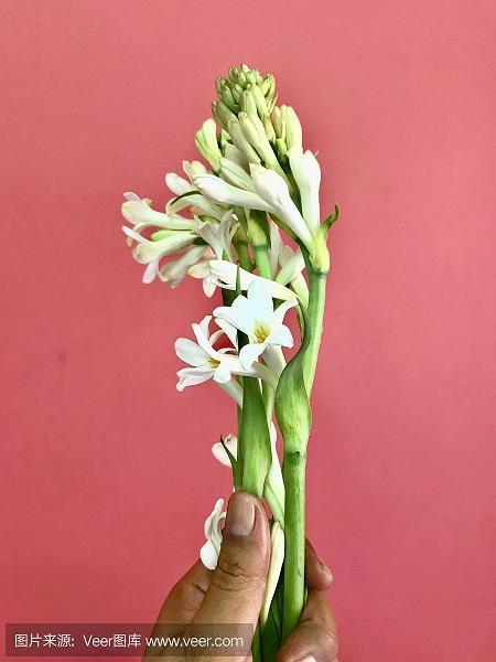 齿少心锐