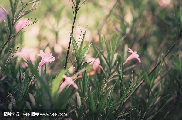 枝叶扶疏