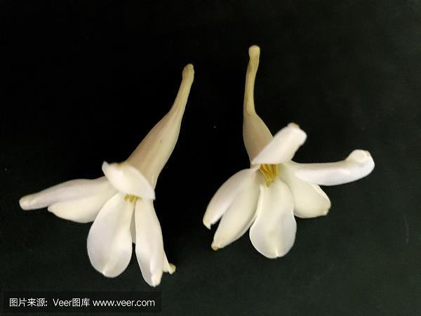 无了根蒂