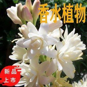 明发不寐