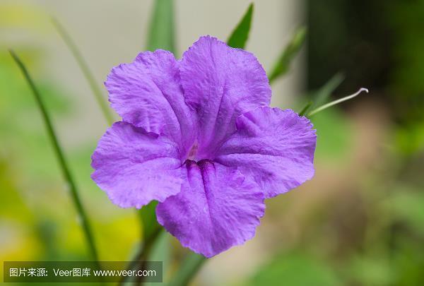 万古长存