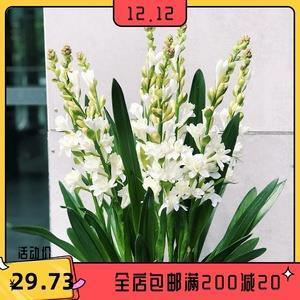 尤花殢雪